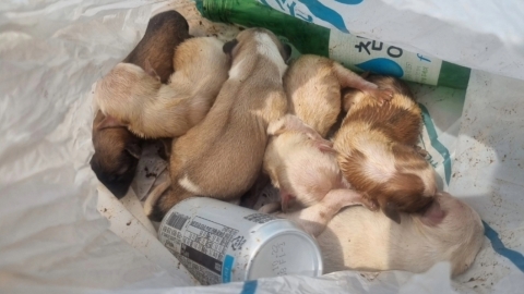 묶인 쓰레기봉투서 발견된 강아지들…소주병·맥주캔과 함께 버려져 