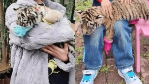 새끼 호랑이에 입마개·발덮개 씌우고 기념사진...中동물원 학대 논란