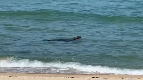 "사람인 줄 알았는데"...강릉 앞바다서 '멸종위기종' 물개 포착
