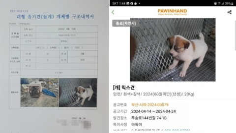 생후 두 달 강아지 안락사시키고 '들개' 보상금 받은 보호소