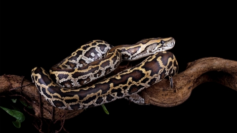 실종된 인니 여성 5m 비단뱀 몸속에서 발견...통째로 집어삼켜