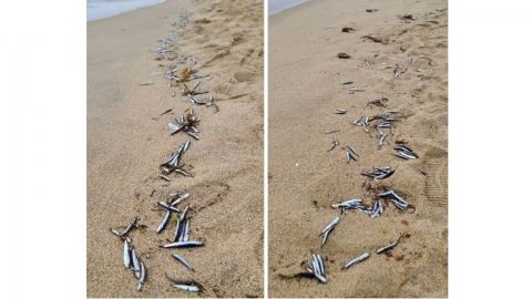 경포해변 백사장 곳곳에 죽은 멸치떼 포착...원인은?