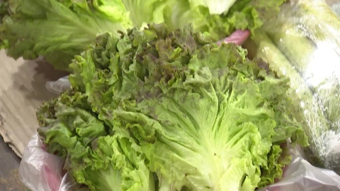 상추·오이값 폭등...7월 생산자물가 반등