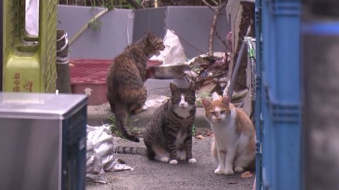  길고양이 물어 죽이는데 방관?…경찰 "견주 조사할 것"