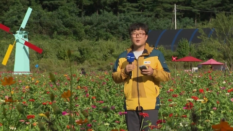 "알록달록 가을꽃 구경 오세요"…백일홍 활짝