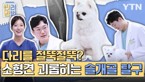 "왜 절뚝거리지?" 태어날 때부터 무릎 약한 소형견, 잘 살펴보세요! [반려병법]