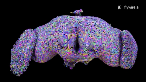 Drosophila brain resembling a human, complete map