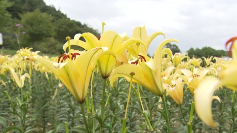 "Walk only on the flower path in Inje." 10 million autumn flowers.