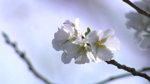 [Weather] "Is this real?" "Autumn cherry blossoms" are all over the place. "My biological clock is collapsing".