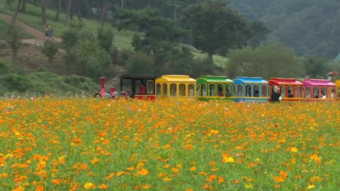 Colorful autumn flower feast...Jeongeup Gujeolcho Flower Festival Opens