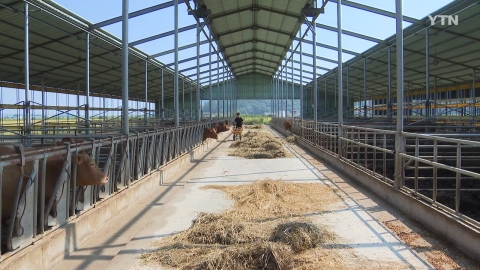 Spread of 'eco-friendly livestock' in Jeonnam...Hwangchil is the best at getting rid of bad smell!