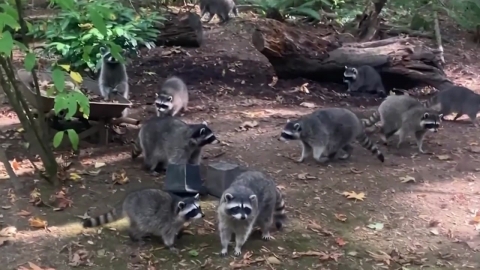 100 raccoons surrounding the house "Food please! Food".