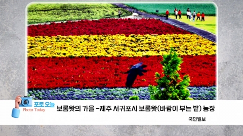 [Photo Today] Boromwat's Autumn - Boromwat (windy field) Farm in Seogwipo, Jeju 