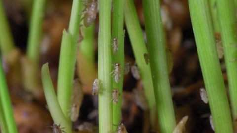 During the rice harvest season, the damage of 'rice extinction' spreads...recognition of agricultural disasters