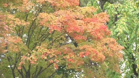 [Weather] Perfect autumn weather, crowded with visitors...25°C in the middle of the day in Seoul.