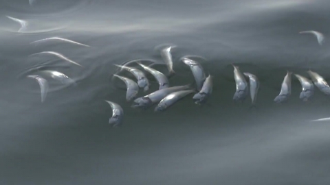 Sardines off the coast of Masan for fear of "group death"...Drunk accident in Daejeon