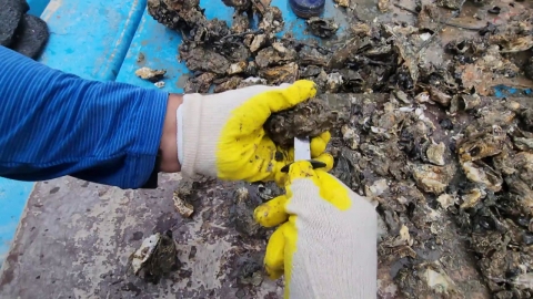 Oyster sushi was held, but...Fishermen's 'Devastated Room' at the mass death.