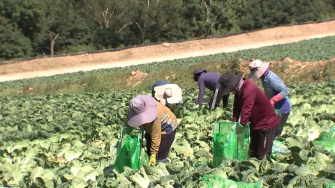 Ministry of Agriculture, Food and Rural Affairs "Expanding Cabbage and RadishThere will be no supply and demand issues during the kimchi-making season."