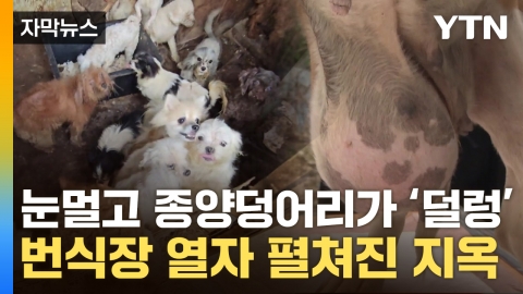 [자막뉴스] 뼈 위에서 뛰는 강아지들...처참한 번식장에 사육사도 탄식