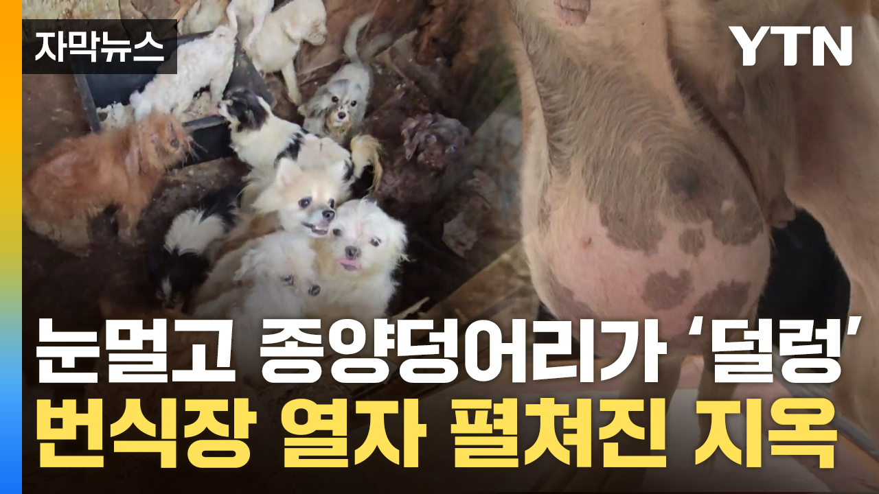 [자막뉴스] 뼈 위에서 뛰는 강아지들...처참한 번식장에 사육사도 탄식