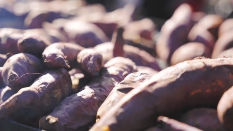 "Cauldron rice and roasted sweet potato Guinness" opens Yeoju Ogoknaru Festival