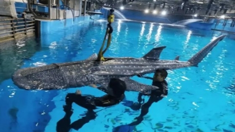 "What's wrong with the whale shark"...中 The reason why visitors are angry at the aquarium