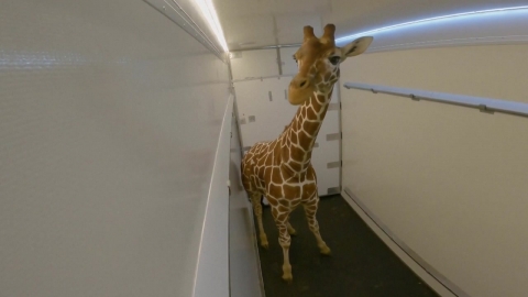 [Video] 3m 65cm! Operation Giraffe Transportation