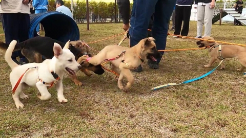 A special outing for abandoned dogs... "Adopt them instead of buying them."