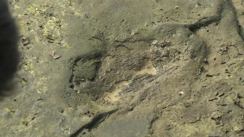 Rare 'Fossil of Human Footprints' Storage and Storage Management Poorly