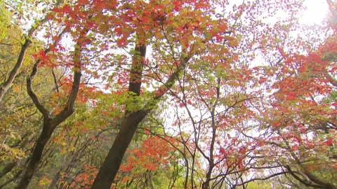 A beautiful fall foliage...autumnal mood