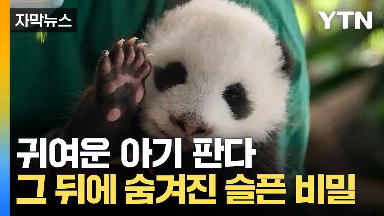 [자막뉴스] "저 너무 아파요"... 판다 번식 위해서 저지르는 일 '충격'