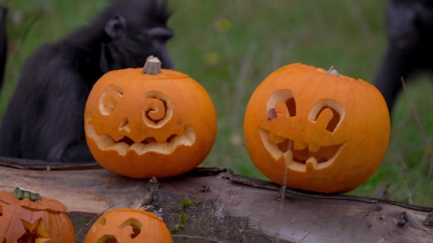 [Nowshorts] Cute baby Halloween pumpkin. Animals.