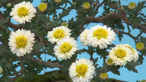 "Bloomy" in the autumn mood...National Hometown Exhibition in Hampyeong