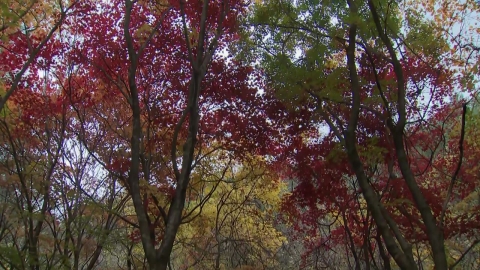 Mt. Seorak is the end water and Mt. Halla is late...I'm thinking about the famous fall foliage spots.