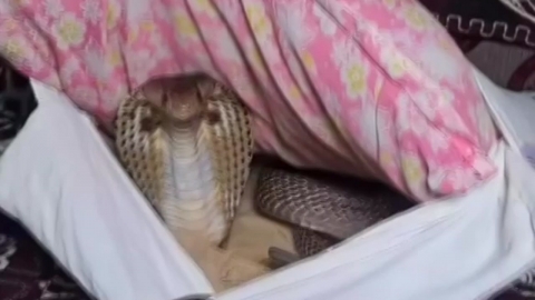 King Cobra, hidden in the sofa cushion of an Indian home, 'Izzini'