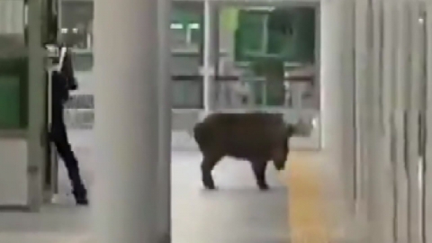 Yangsan subway station 100kg wild boar rampage...One will bite his arm.