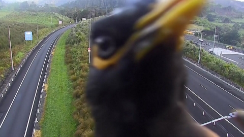 [Nowshorts] "Are you filming me?" Starling on the highway CCTV.