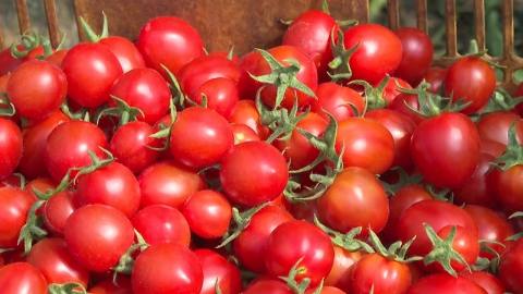 Now it's 金방울 cherry tomato?Consumers and food companies are "frown."