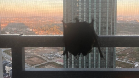 "The bat that appeared on the screen of an apartment building has been stuck together for six days"... Why?