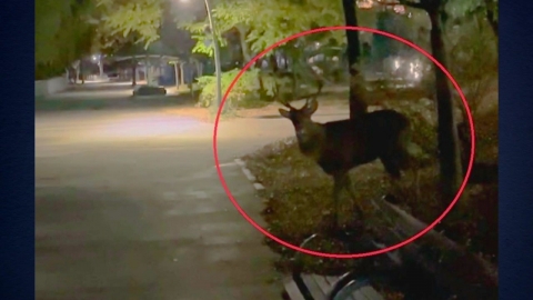 "Running into the deer with horns"...A series of deer attacks in Suwon.