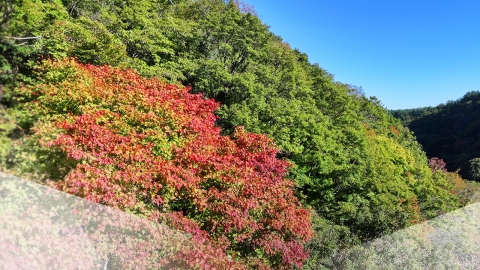 "The valley turns red"... at the peak of Mt. Halla's autumn leaves.