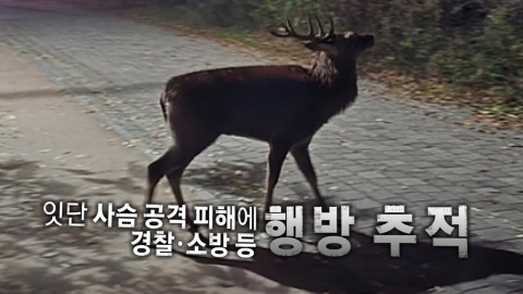 [Video] Two citizens are injured in a series of deer attacks...police, etc. tracking whereabouts