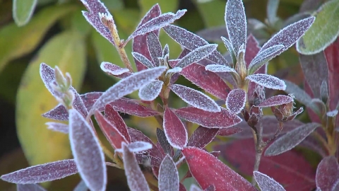 [Weather] "Ipdong Cold" and Seoul's first ice...It's going to be cold from tomorrow afternoon.