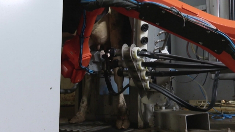 [Green] Domestic robot milking machine supply 'attachment'...Smart livestock is being brought forward.