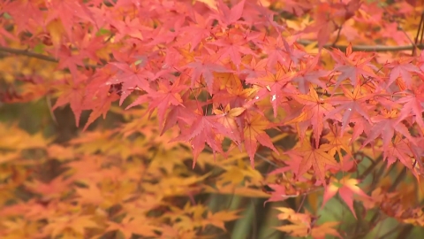 [Weather] It's getting cold from the day...What is the situation of the standard maple tree in Seoul?