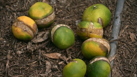 The broken tangerine peel...Jeju Farmhouse Fever Damage Report