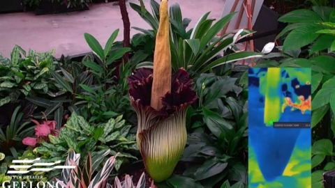 There are 5,000 people even with the stench of the nose...A Dead Body Flower in Australia