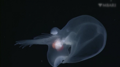 [Nowshorts] Discovered a new sea slug emitting light in the deep sea.