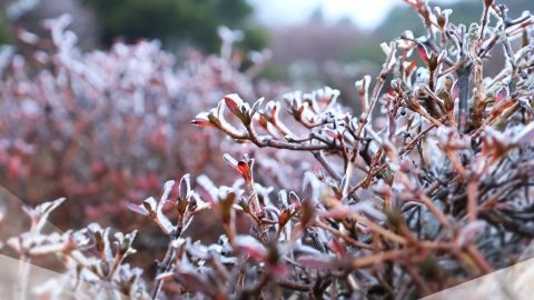 Spring flowers all over the place.After the weekend, "Autumn is over." It's freezing cold.