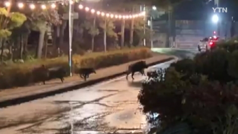 Wild boars appear in downtown Asan, Chungcheongnam-do.No one's hurt.